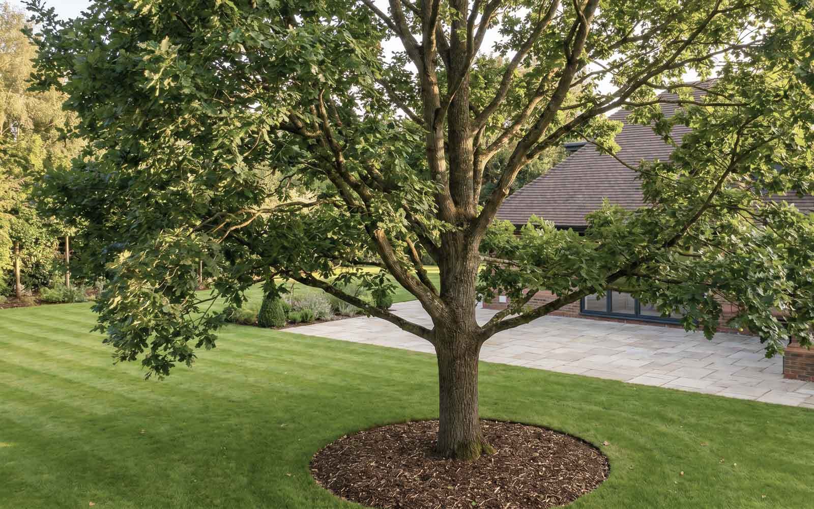 Premier Tree Surgery Work