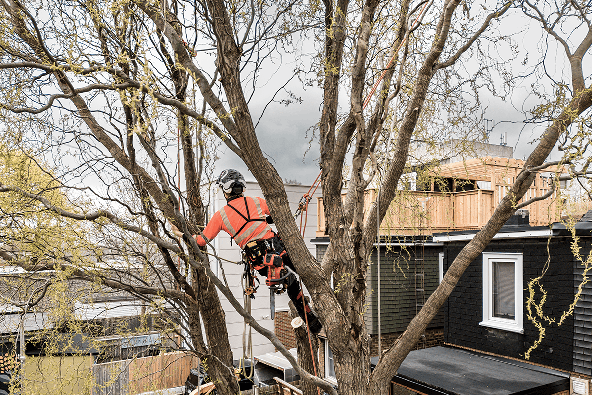 Welcome to Premier Tree Surgery