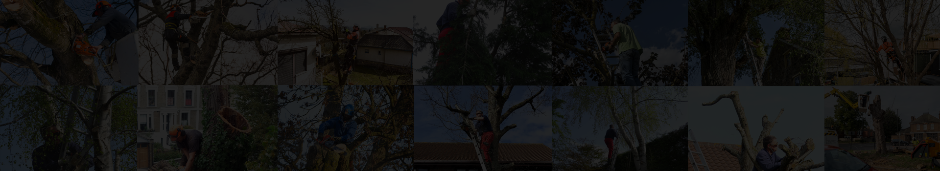 Premier Tree Surgery